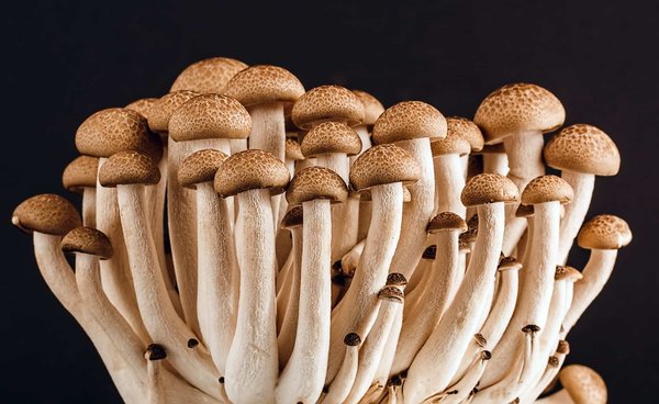Comment cultiver des champignons médicinaux à la maison ?